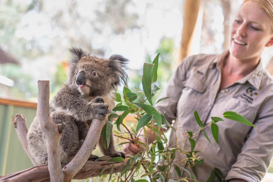 From Melbourne: Phillip Island Penguin Parade Eco Tour - Moonlit Sanctuary: koalas, kangaroos, and the option to feed