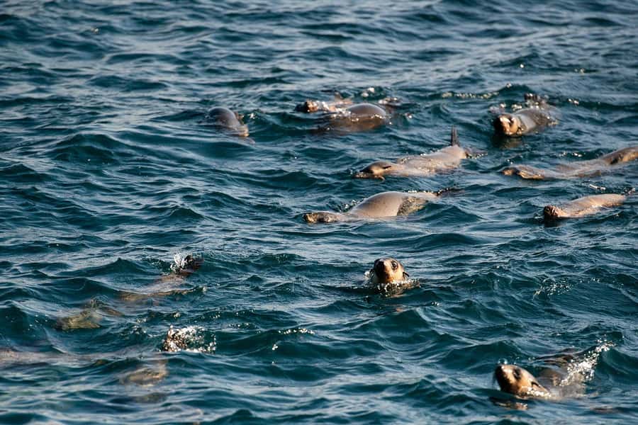 From Melbourne: Phillip Island Penguin Parade Express Tour - Key highlights worth your attention
