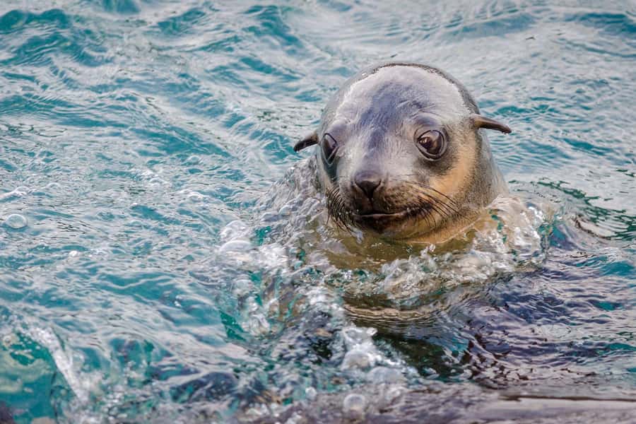 From Melbourne: Phillip Island Penguin Parade Express Tour - How the Melbourne to Phillip Island day actually feels