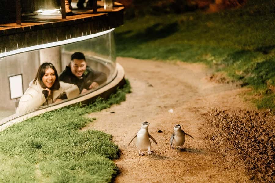 From Melbourne: Phillip Island Penguin Parade Express Tour - Should you book this Phillip Island Penguin Parade Express Tour?
