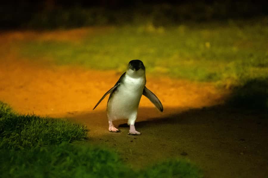 From Melbourne: Phillip Island Penguin Parade & Koalas Tour - Value for money: what you’re really paying for