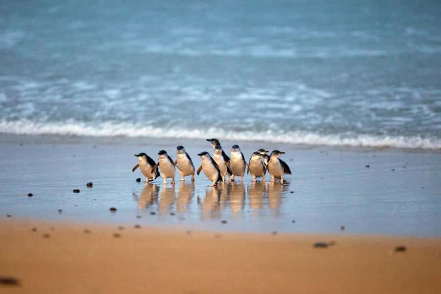 From Melbourne: Phillip Island Penguin Parade & Koalas Tour - Melbourne to Phillip Island: a long ride that’s timed for the right moment