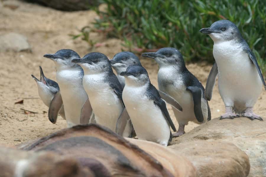 From Melbourne: Phillip Island Penguin Parade & Koalas Tour - Cowes break and snack strategy: there are no included meals
