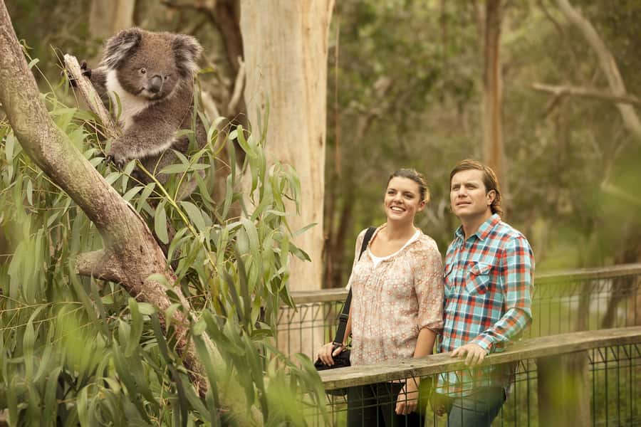 From Melbourne: Phillip Island Penguin Parade & Koalas Tour - Guide, language, and comfort details that actually matter