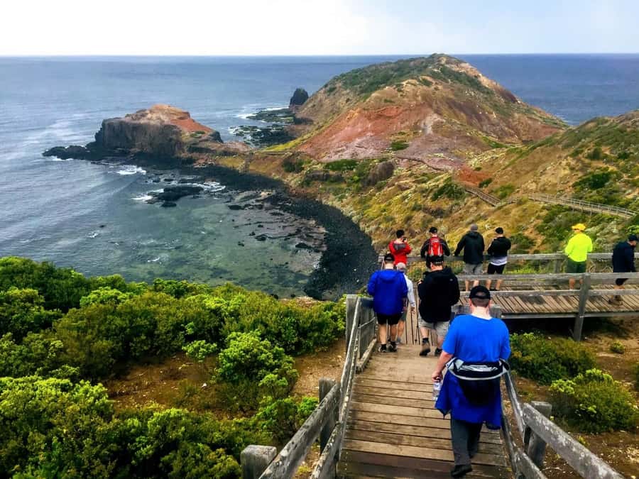 From Melbourne: Phillip Island Penguin Parade Private Tour - Koala Wildlife Nature Park: a dedicated koala stop, not a rushed sidebar