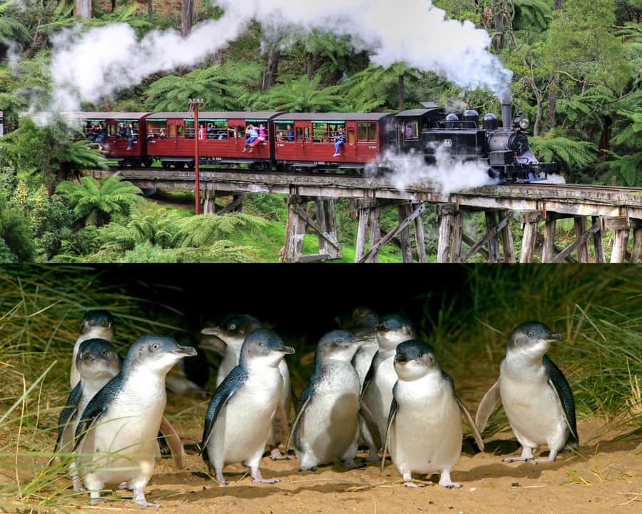 From Melbourne: Puffing Billy and Penguin Parade Combo Tour - Melbourne to the Dandenong Ranges: what the first hours feel like