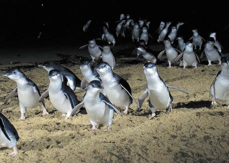 From Melbourne: Puffing Billy and Penguin Parade Combo Tour - Nobbies Lookout and the Blowhole/Seal Rock area: where the coast gets dramatic