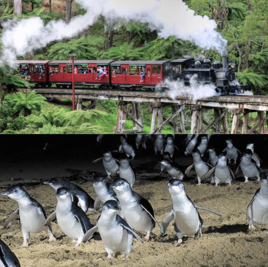 From Melbourne: Puffing Billy and Penguin Parade Combo Tour - Price and value: is $165 a fair deal?