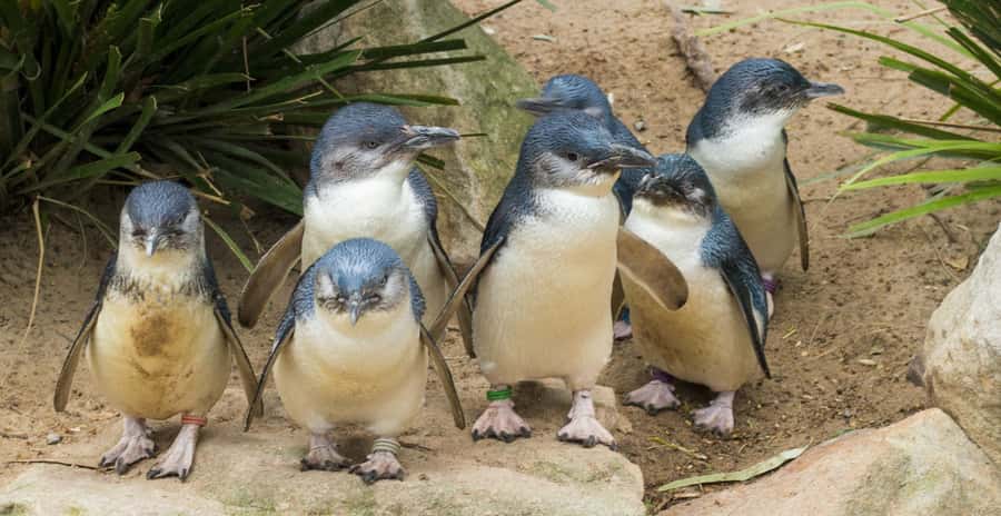 From Melbourne: Puffing Billy and Penguin Parade Combo Tour - Guides and the vibe: why narration can make or break the day
