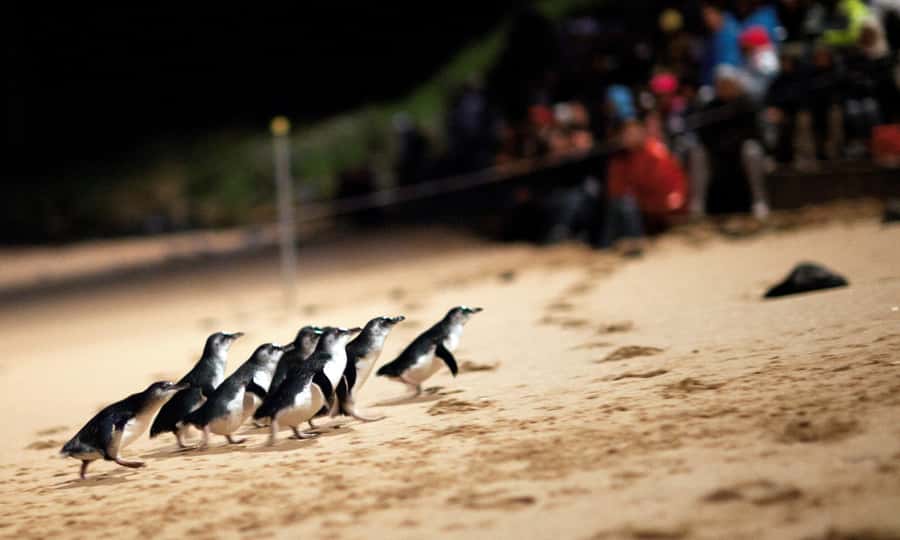 From Melbourne: Puffing Billy & Penguins Combo Tour Package - The steam-rail ride to Lakeside: forests, trestle bridge, and gentle thrills
