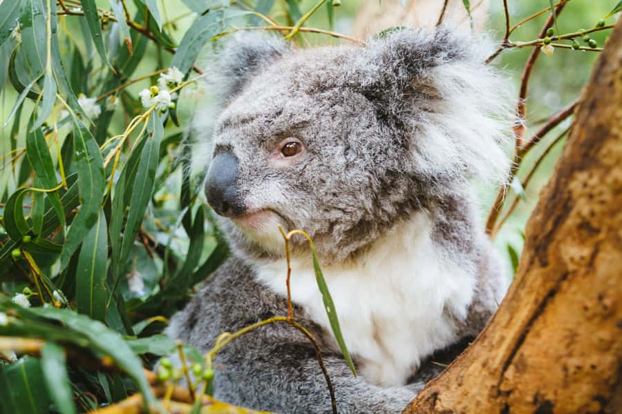 From Melbourne: Puffing Billy Steam Train & Wildlife Tour - Guides and group energy: why the host matters on a packed day