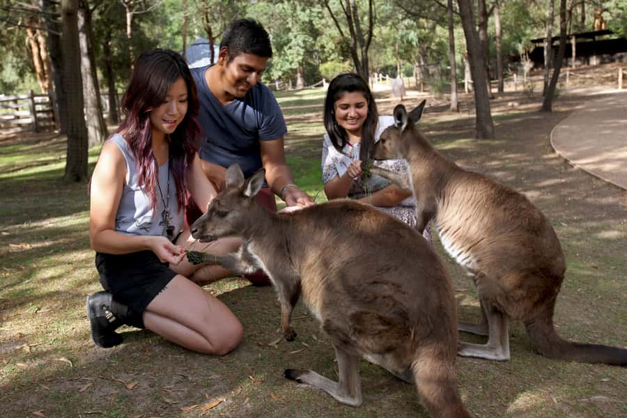 From Melbourne: Puffing Billy Steam Train & Wildlife Tour - What to bring (so the day stays pleasant)