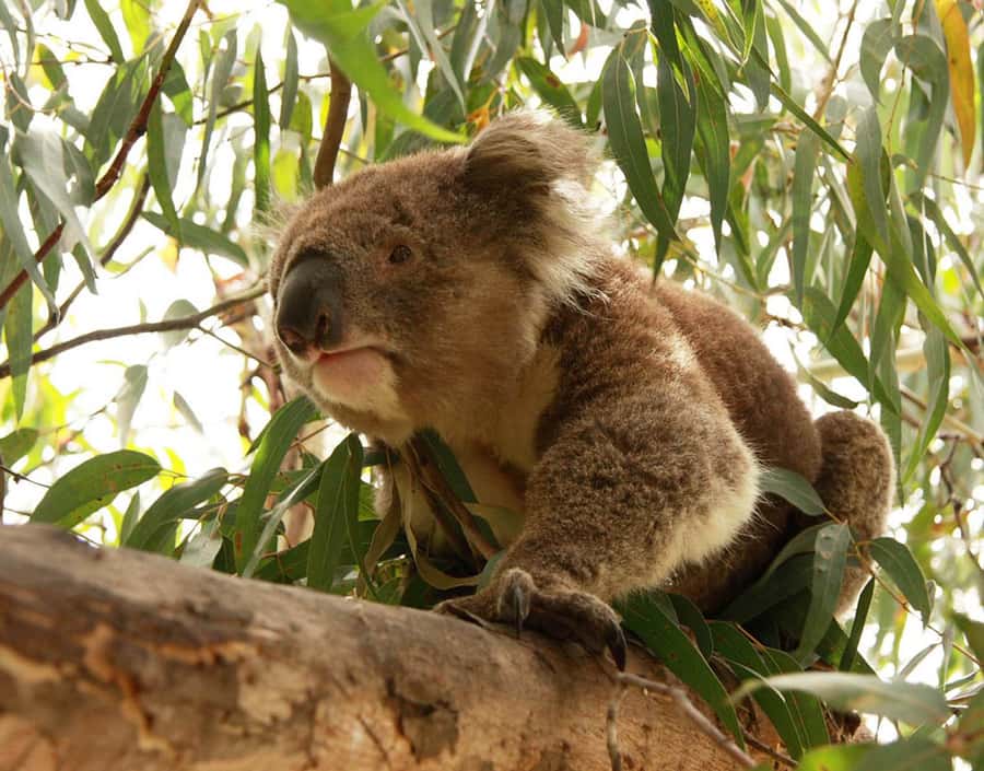 From Melbourne: Small Group Great Ocean Road Tour - Key things I’d circle before you book