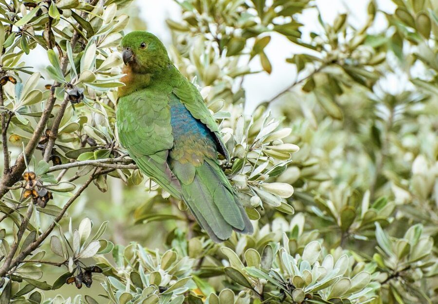 From Melbourne: Small Group Great Ocean Road Tour - Price and value: is $173 fair for what you get?