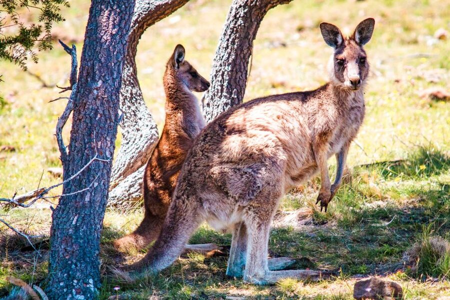 From Melbourne: Small Group Great Ocean Road Tour - Wildlife odds and how to make the most of them