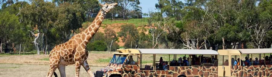 From Melbourne: Werribee Open Range Zoo & Werribee Mansion - Price and value: is $102 a fair deal?