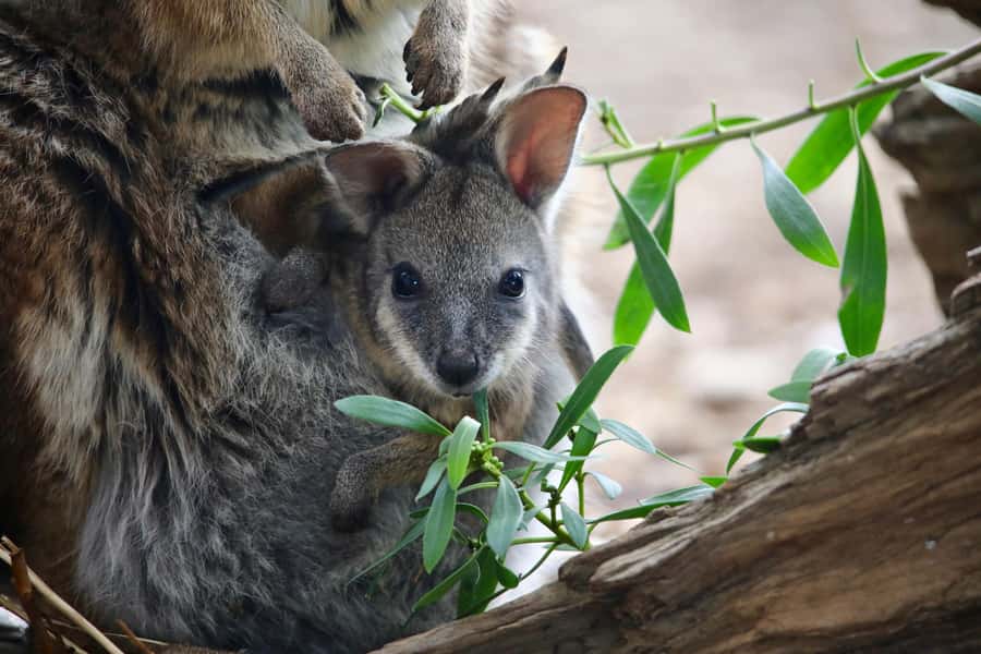 From Melbourne: Werribee Open Range Zoo & Werribee Mansion - Who this day trip is best for