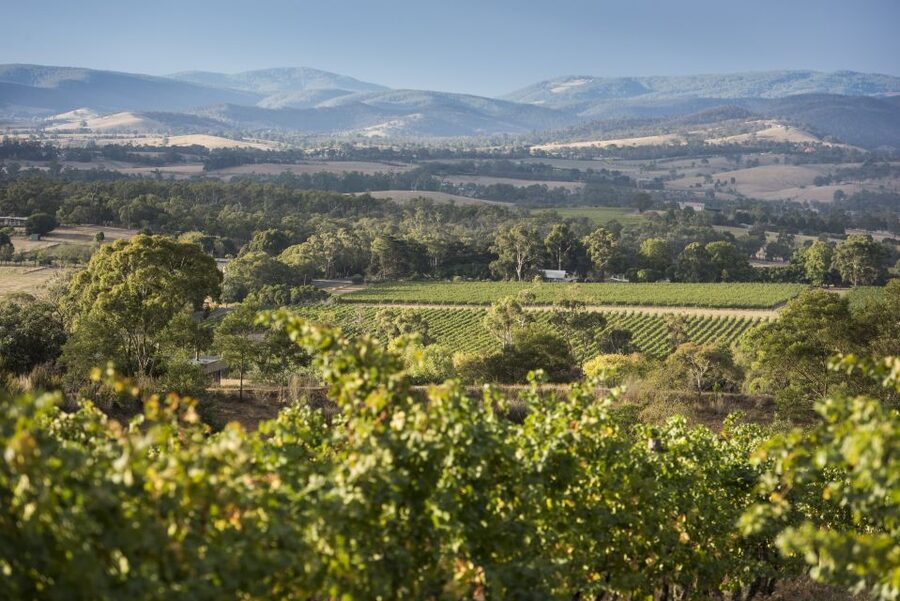 From Melbourne: Yarra Valley Chandon Cheese & Kangaroos Tour - Yarra Valley Chocolaterie & Ice Creamery: Chocolate Tasting and the Queue Reality