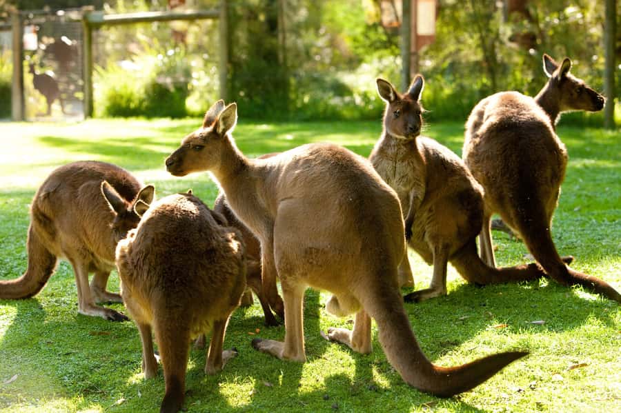 From Melbourne: Yarra Valley Wildlife & Wine Day Tour - Key Highlights You’ll Feel Fast