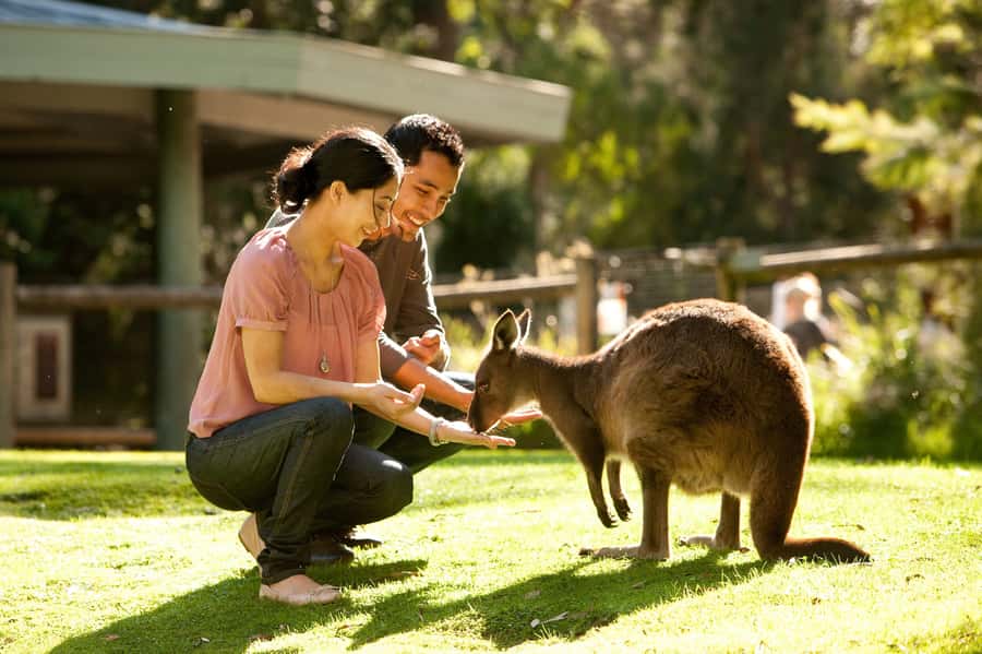 From Melbourne: Yarra Valley Wildlife & Wine Day Tour - Healesville Sanctuary: Kangaroos, Koalas, and a Proper Wildlife Focus