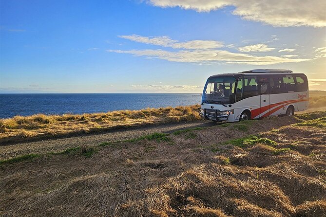 From Phillip Island: Wine and Wildlife Tour with Penguin Parade - Penguin Parade: the main event, paced so you’re ready