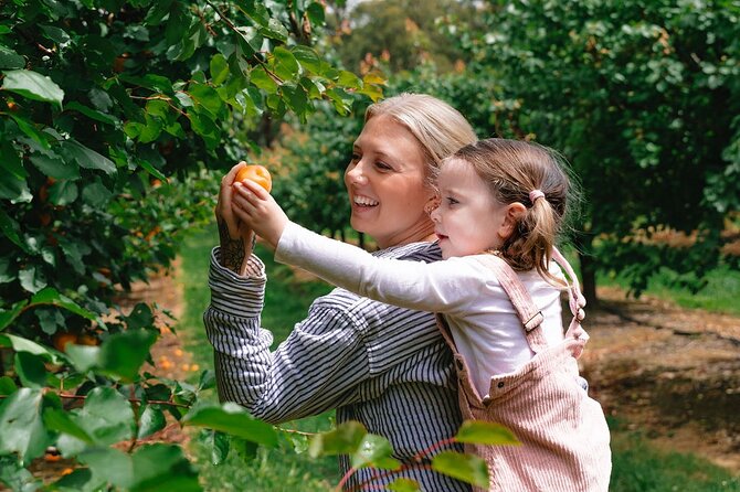 Fruit Picking & Nature Private Tour Yarra Valley & Warburton - Redwood Forest to the creek: where the day slows down