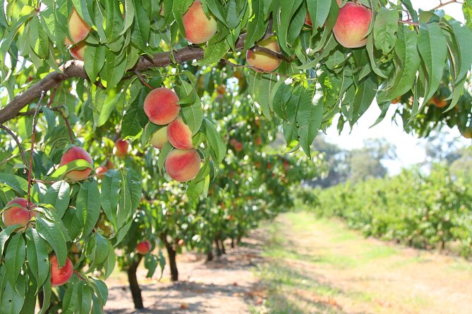 Fruit Picking & Nature Private Tour Yarra Valley & Warburton - Why the guide matters more than you think (Jay’s outdoor energy)