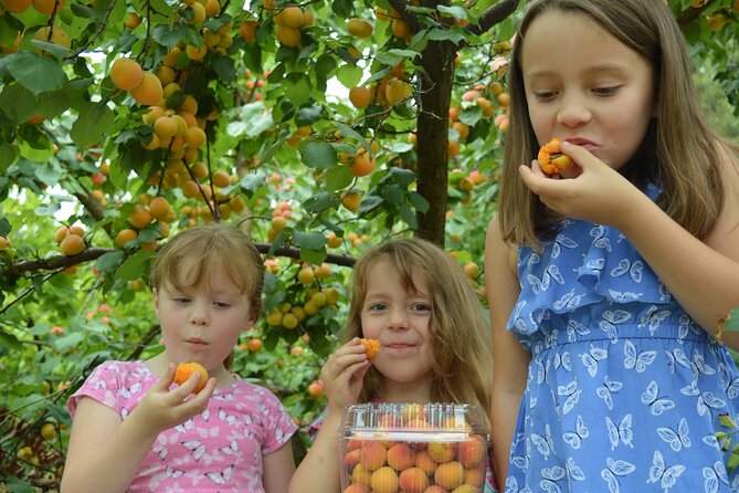 Fruit Picking & Nature Private Tour Yarra Valley & Warburton - Price and value: what you’re really paying for