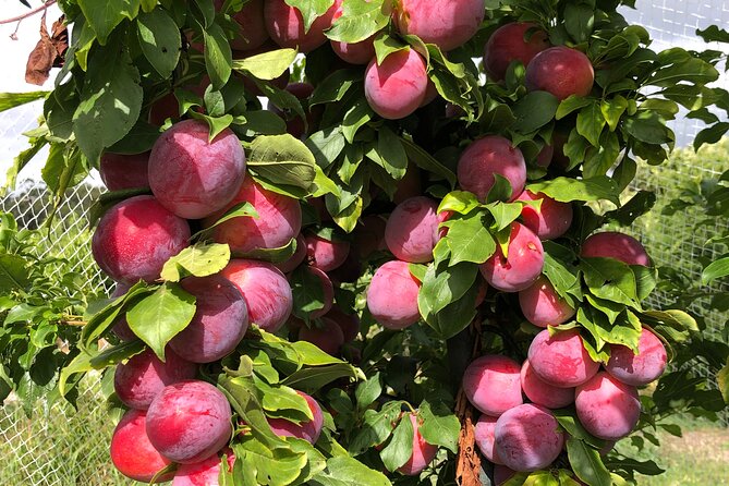 Fruit Picking & Nature Private Tour Yarra Valley & Warburton - Timing and logistics that keep the day from feeling hectic