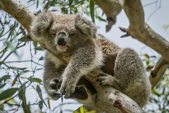 Full-Day Great Ocean Road and 12 Apostles Sunset Tour from Melbourne - The route from Geelong and Torquay to the classic coast towns