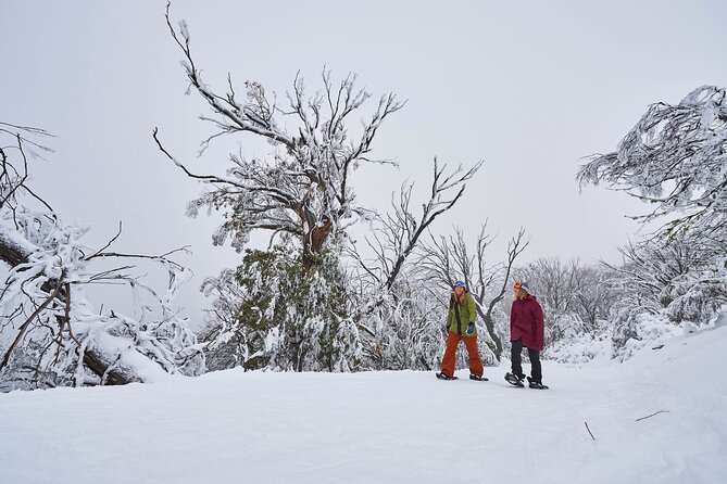 Full-Day Mount Buller Tour - Mount Buller time: five hours for skiing, snowboarding, or tobogganing