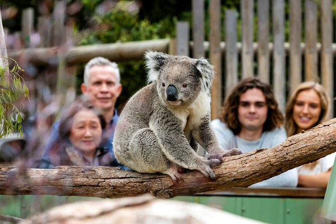 Full-Day Penguins and Wildlife Nature Experience from Melbourne - Phillip Island Penguin Parade: getting the most from general admission