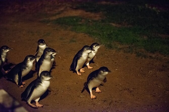 Full-Day Penguins and Wildlife Nature Experience from Melbourne - Who should book—and who might prefer something else