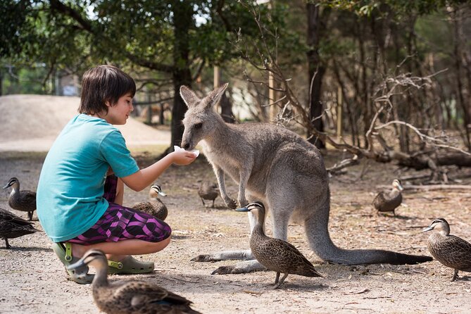 Full-Day Phillip Island Tour with Kangaroo, Koala and Penguin Parade - From Melbourne To Phillip Island: A Long Day With Clear Payoff