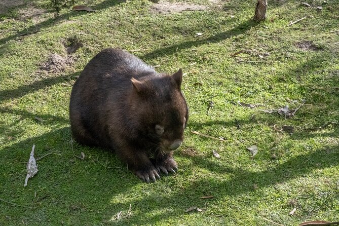Full-Day Phillip Island Tour with Kangaroo, Koala and Penguin Parade - Penguin Parade at Dusk: The Reason Most People Sign Up