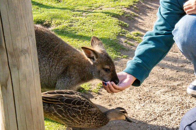 Full-Day Phillip Island Tour with Kangaroo, Koala and Penguin Parade - Price and Value: What You’re Actually Paying For at $104