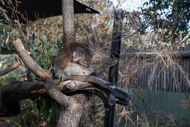 Full-Day Phillip Island Tour with Kangaroo, Koala and Penguin Parade - Time Management Reality: Why Some Stops Feel Rushed