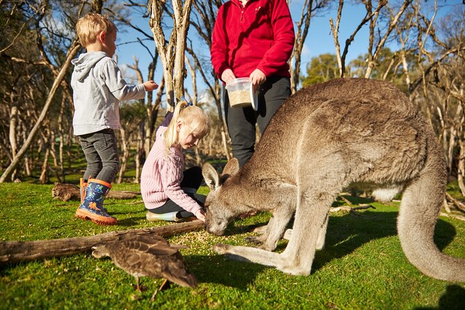 Full-Day Phillip Island Tour with Kangaroo, Koala and Penguin Parade - Moonlit Sanctuary: Aussie Wildlife in One Hour (Kangaroos, Wombats, Devils)