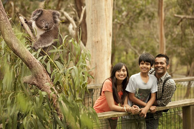 Full-Day Private Australian Wildlife Tour of Phillip Island - Why this private Phillip Island wildlife day feels different