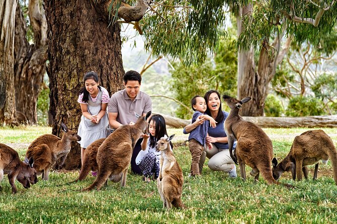 Full-Day Private Australian Wildlife Tour of Phillip Island - Moonlit Sanctuary Wildlife Conservation Park: koalas and hand-feeding kangaroos