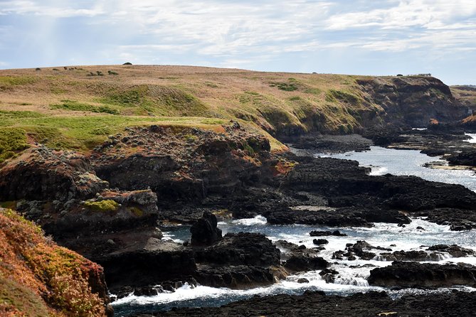 Full-Day Private Australian Wildlife Tour of Phillip Island - Penguin Parade at Phillip Island Nature Parks: the night march to the burrows
