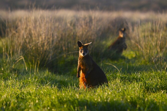 Full-Day Private Australian Wildlife Tour of Phillip Island - Price and value: what $412.41 per person buys you