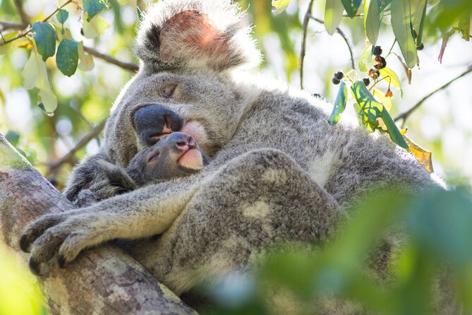 Full day Shared Tour to Twelve Apostle (Melbourne Chinese Tour) - Apollo Bay: koala habitat time and a short beach-town break