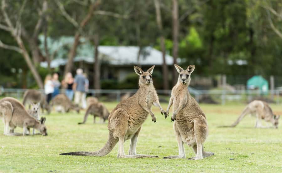 Grampians National Park Small-Group Eco Day Tour - Wildlife on the way back, plus a dinner pause