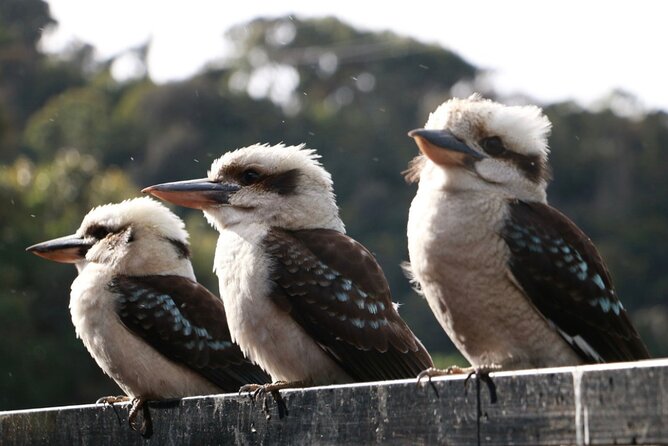 Grampians National Park Small-Group Eco Tour from Melbourne - Halls Gap Lunch Base: Town Break Plus Kangaroo Territory
