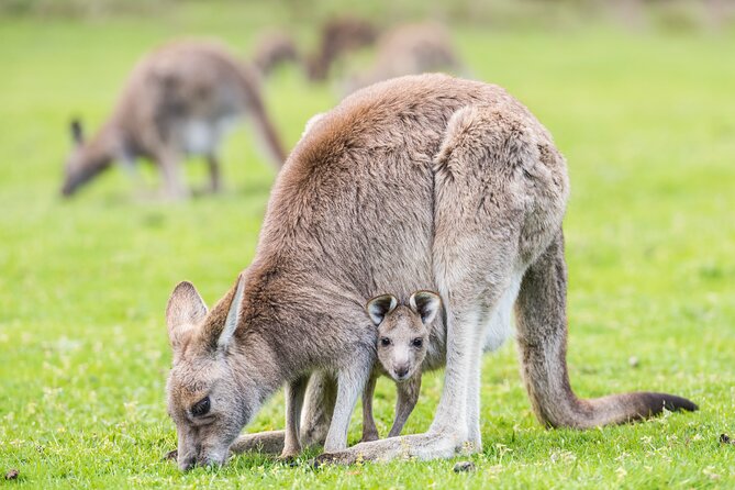 Grampians National Park with MacKenzie Falls and Kangaroos - 7:35am departure and a small-group feel (up to 23)