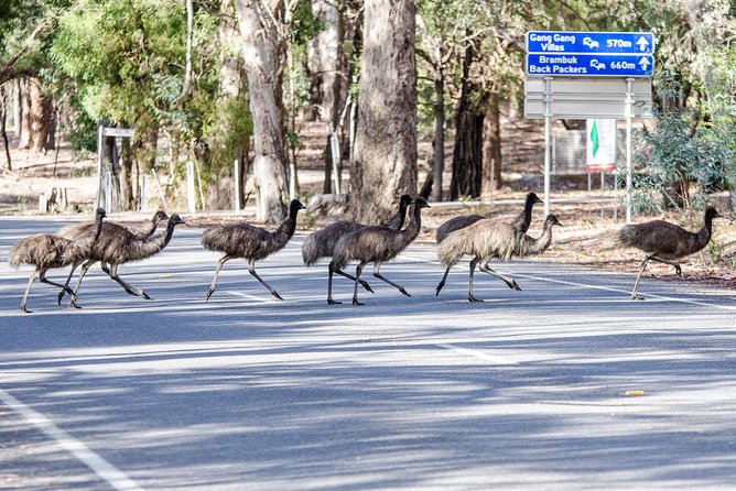 Grampians National Park with MacKenzie Falls and Kangaroos - MacKenzie Falls: the 250-step workout with fresh-spray payoff