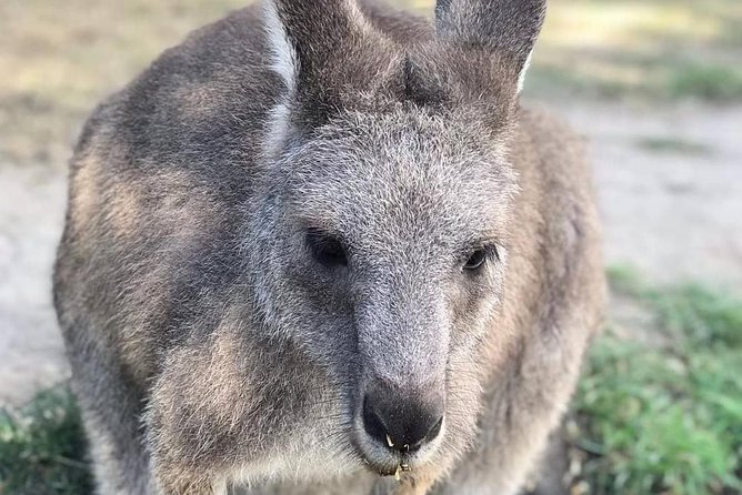 Great Ocean Road 12 Apostles kangaroo, koala and chocolate tour - A 12-hour Great Ocean Road day for $56.66 that still hits the big icons