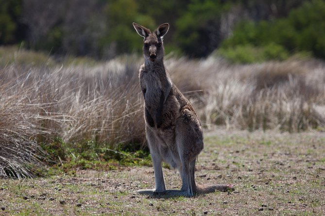 Great Ocean Road and Wildlife Tour for Backpackers aged 18-35 - Entering The Great Ocean Road with a backpacker plan (ages 18–35)