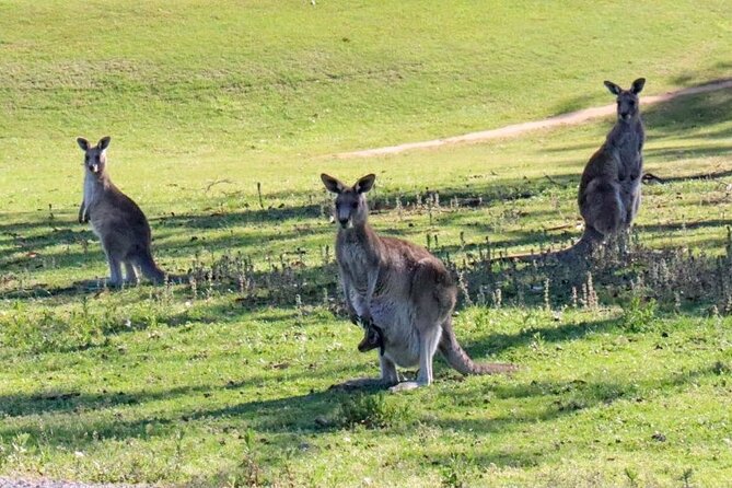 Great Ocean Road and Wildlife Tour for Backpackers aged 18-35 - Guide energy, coffee breaks, and why the small group matters